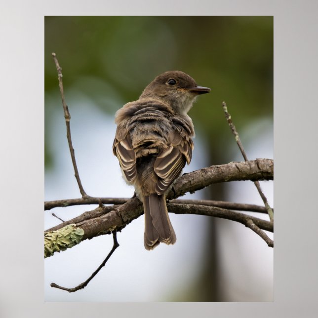The Fly Catcher Poster (Framsidan)