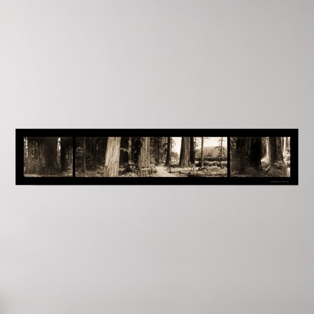 The Giant Redwood Photo 1912 Poster (Framsidan)