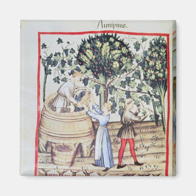 The Grape Harvest, 1300-talet Magnet (Framsidan)