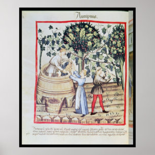 The Grape Harvest, 1300-talet Poster