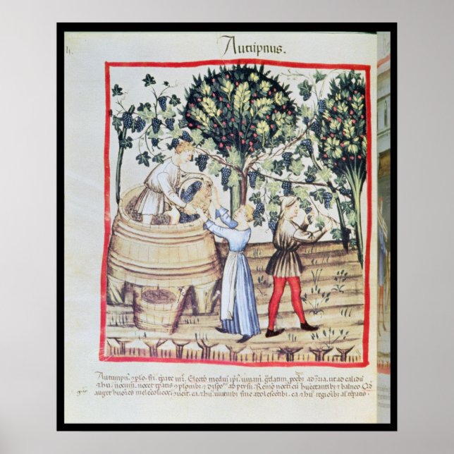 The Grape Harvest, 1300-talet Poster (Framsidan)
