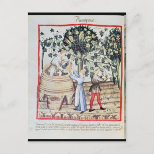 The Grape Harvest, 1300-talet Vykort