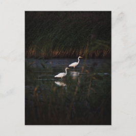 The great egret (Ardea alba) birds Vykort