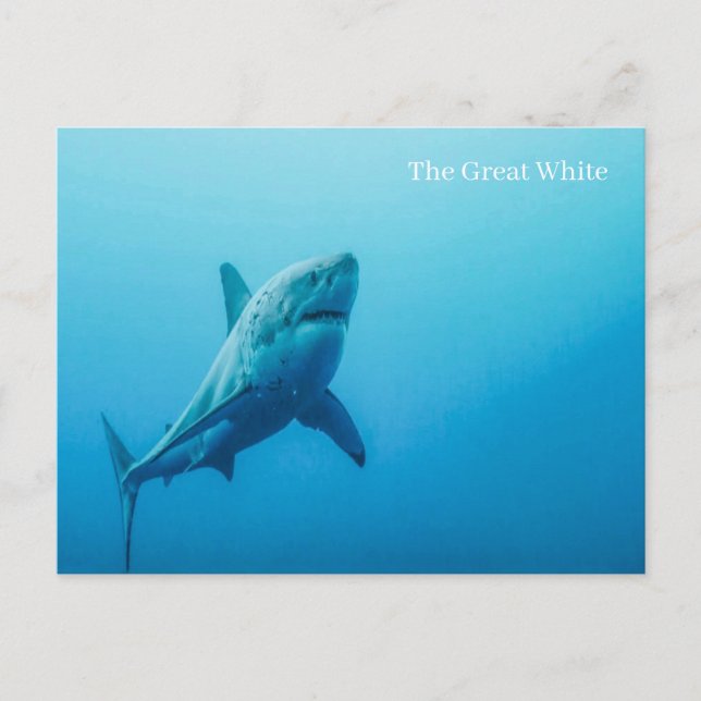 The Great White Julkort Vykort (Framsida)