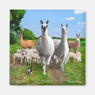 "The Guard Llamas" Magnet