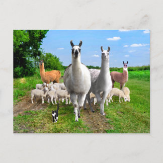 "The Guard Llamas" Vykort