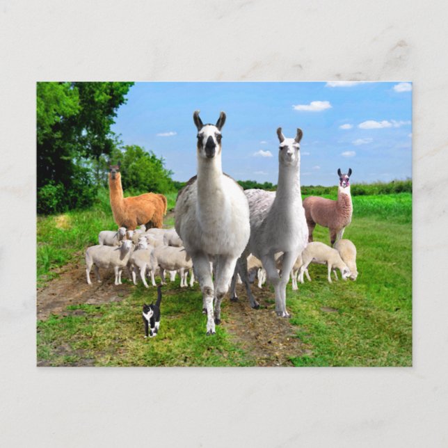 "The Guard Llamas" Vykort (Framsida)