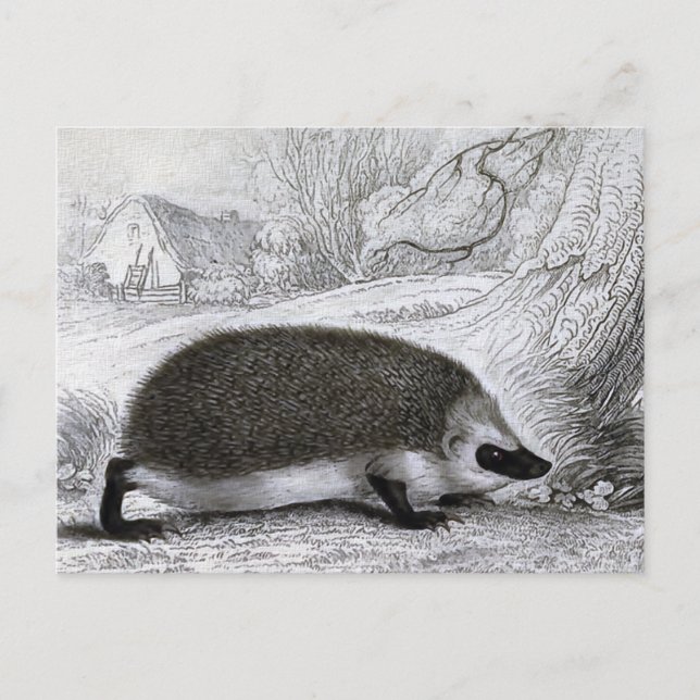 ’The Hedgehog’ Vykort (Framsida)