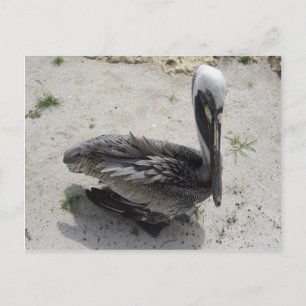 The Lonely Pelican Vykort