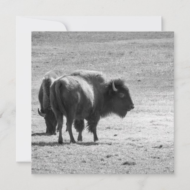 The Mighty Buffalo  Tack Kort (Framsida)