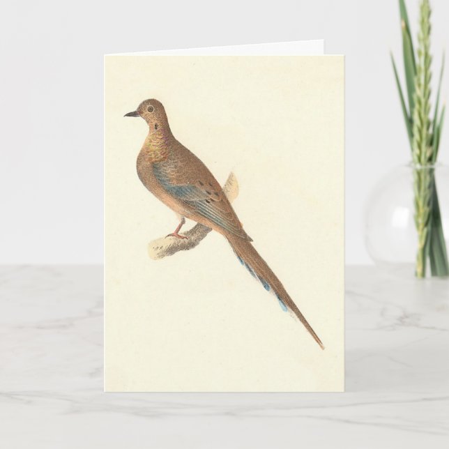 The Mourning Dove (Carolina Turtle Dove) NY Birds Kort (Framsida)