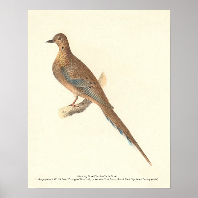 The Mourning Dove (Carolina Turtle Dove) NY Birds Poster (Framsidan)