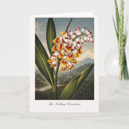 The Nodding Renealmia — Modern Botanical Reinterpr Kort