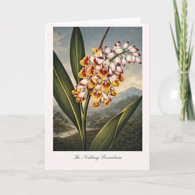 The Nodding Renealmia — Modern Botanical Reinterpr Kort (Framsida)