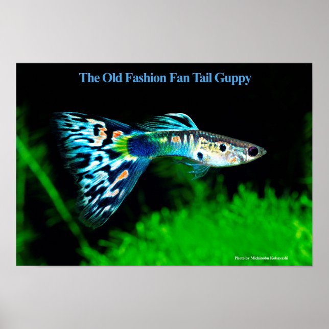 The Old Fashion Fan Tail Guppy のポスター Poster (Framsidan)