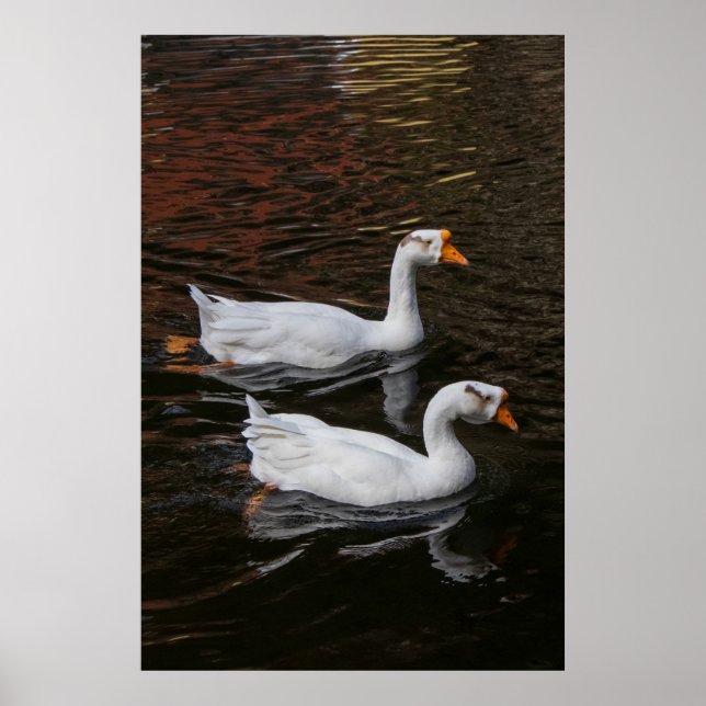 The Pair Poster (Framsidan)