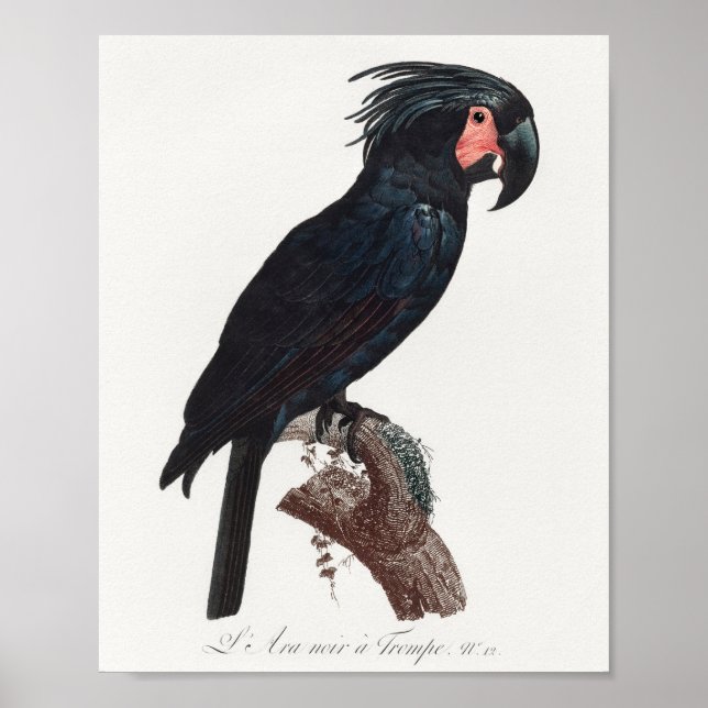 The Palm Cockatoo, Probosciger aterrimus Parrot Poster (Framsidan)