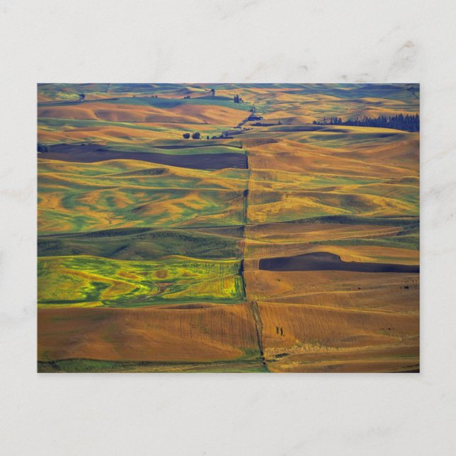 The Palouse från Steptoe Butte, Colfax, Vykort (Framsida)