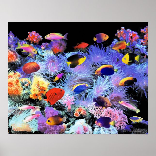 The Paradise of Centropyge Poster (Framsidan)