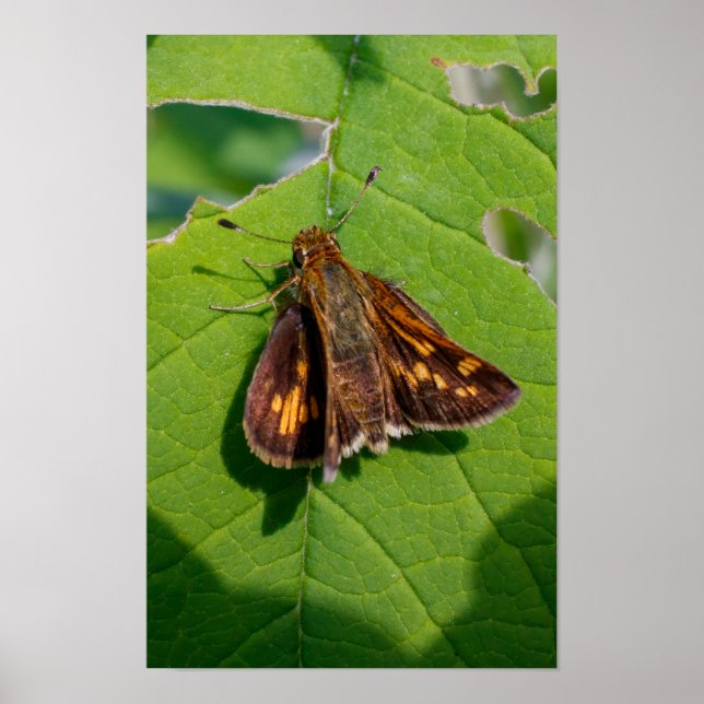 The Pecks Skipper Poster (Framsidan)