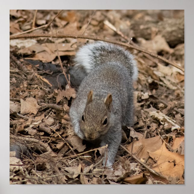 The Prowl Poster (Framsidan)