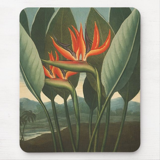 "The Queen (Bird of Paradise)" - Florans tempel Musmatta (Framsidan)
