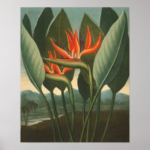 "The Queen (Bird of Paradise)" - Florans tempel Poster