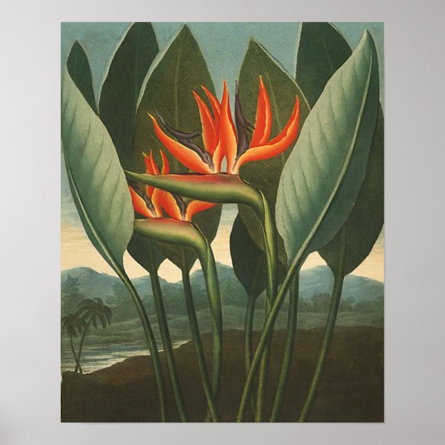 "The Queen (Bird of Paradise)" - Florans tempel Poster (Framsidan)