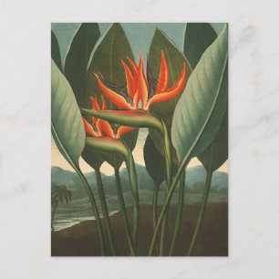 "The Queen (Bird of Paradise)" - Florans tempel Vykort