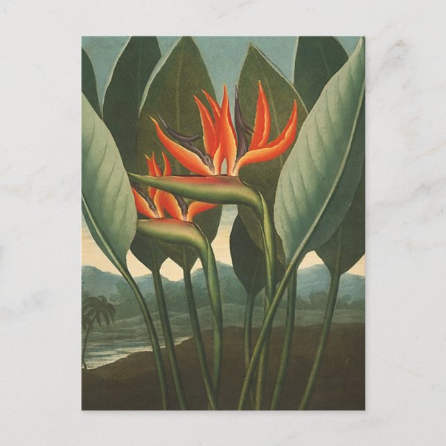 "The Queen (Bird of Paradise)" - Florans tempel Vykort (Framsida)
