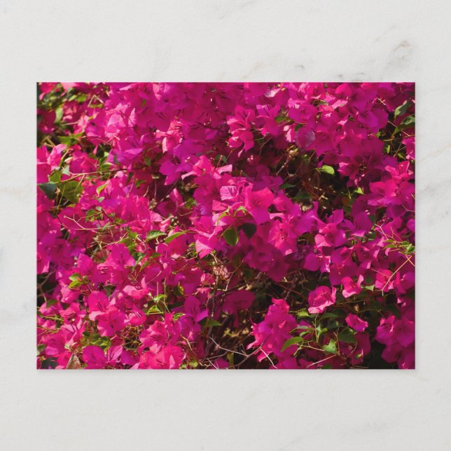 The red flowers of Luang Prabang Helg Vykort (Framsida)