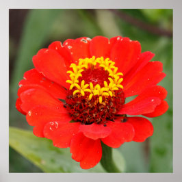 The Red Zinnia Poster