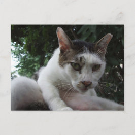The sharp, piercing gaze of a stray cat. vykort