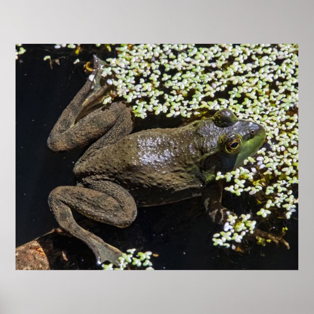 The Swimmer Poster (Framsidan)