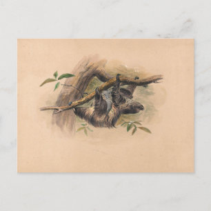 The Three Toed Sloth av Joseph Varg Vykort