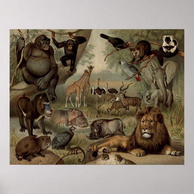 The Vintage Jungle Poster (Framsidan)