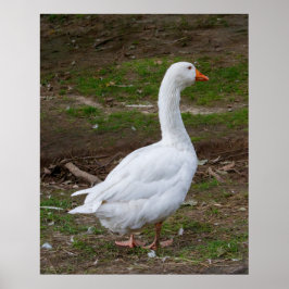 The Walk About Poster