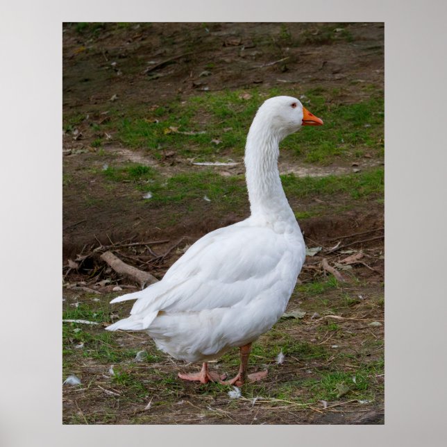 The Walk About Poster (Framsidan)