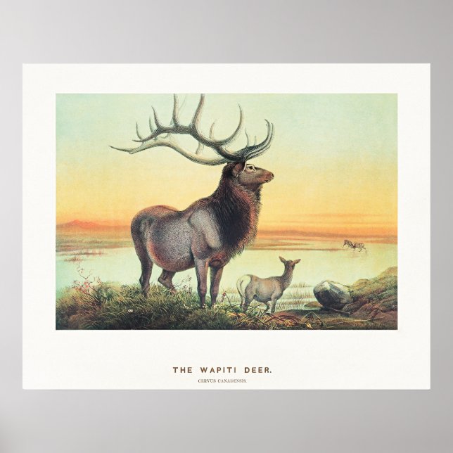 The Wapiti Deer Poster (Framsidan)