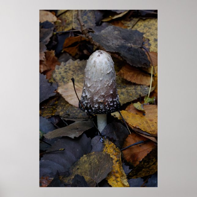 The White Mushroom Poster (Framsidan)