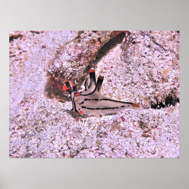 Thecacera pacifica poster (Framsidan)