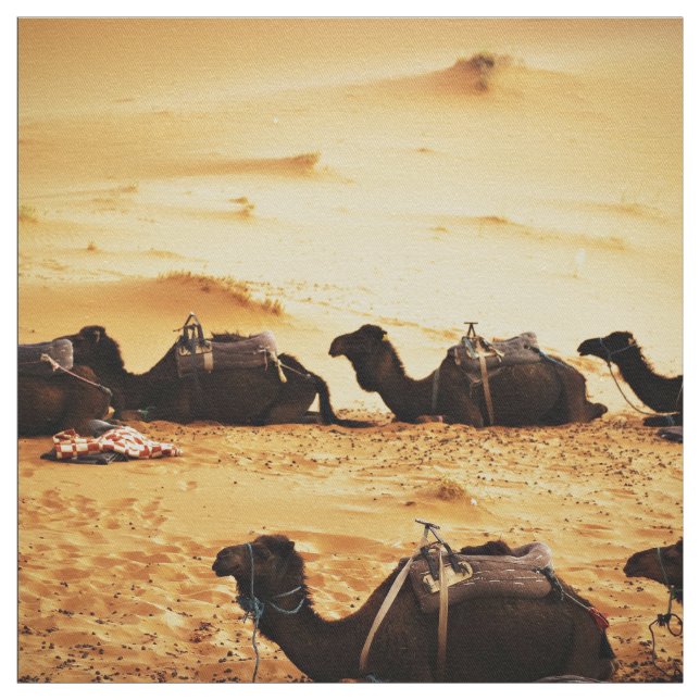 Themed Sahara, Lineup av kamel i den guld- sanden Tyg (Provkarta)
