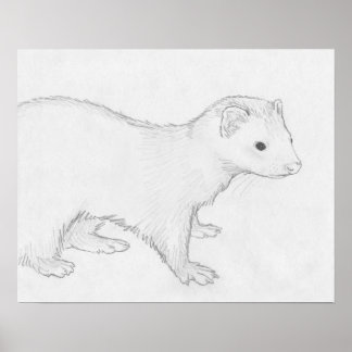 "Theo" Ferret Teckning Poster
