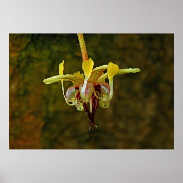 Theobroma Cacao Träd Flower Poster (Framsidan)