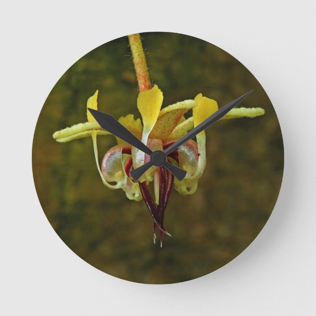 Theobroma Cacao Träd Flower Rund Klocka (Framsida)