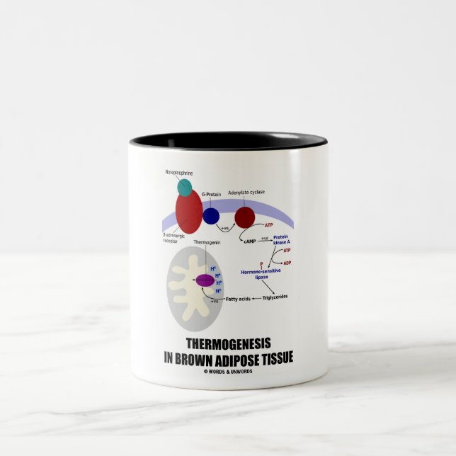 Thermogenesis i brunt fett- silkespapper Två-Tonad mugg (Center)