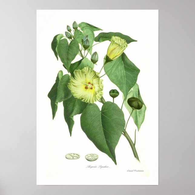 Thespesia populnea poster (Framsidan)