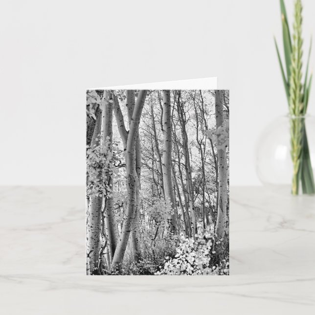 Thicket Kort (Framsida)