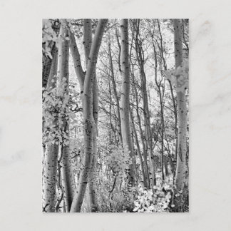Thicket Vykort