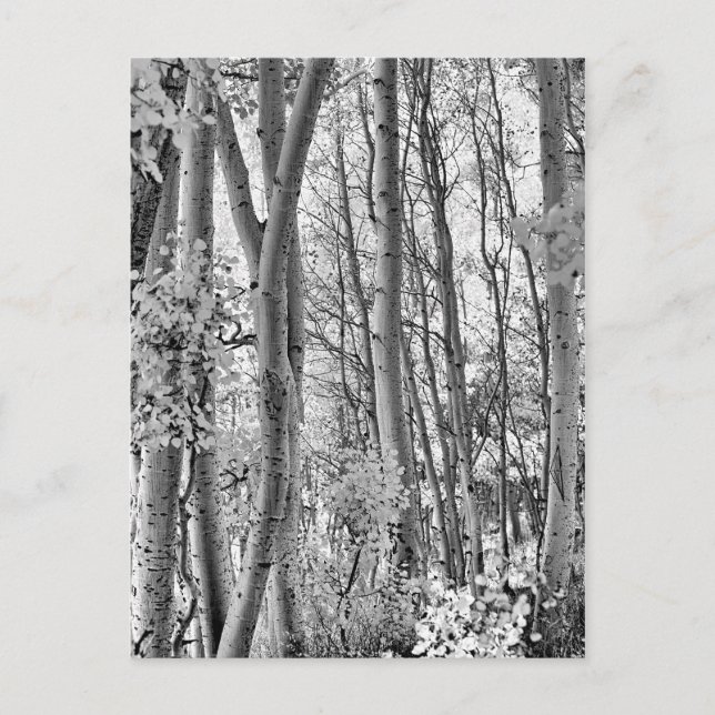 Thicket Vykort (Framsida)